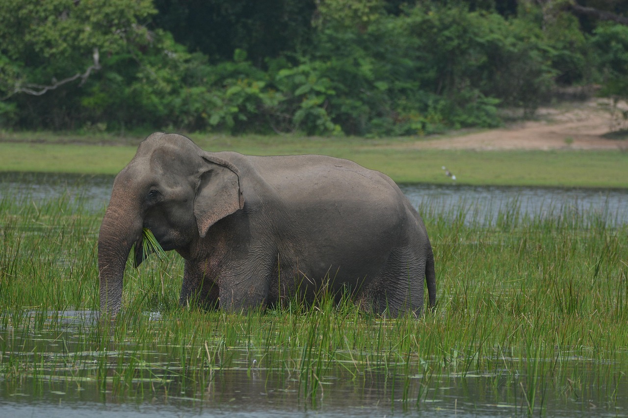 elephant, animal, wildlife, mammal, srilanka, safari, nature, srilanka, srilanka, srilanka, srilanka, srilanka