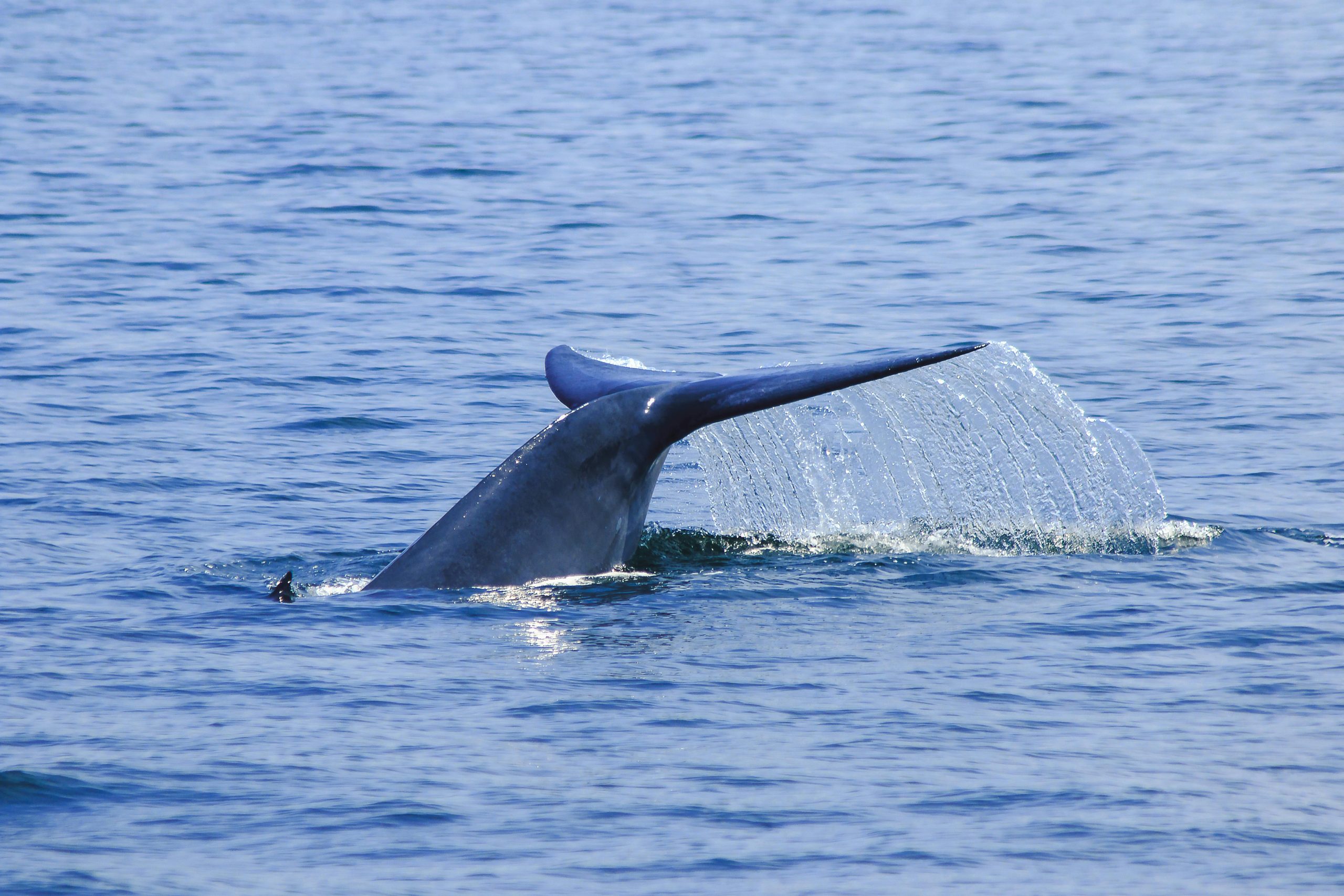 A whale's tail emerges gracefully from the ocean, surrounded by splashes of blue water in Thailand.