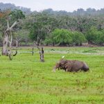 sri lankan elephant, elephant, asian, wildlife, endangered, wild, nature, animal, mammal, yala national park, sri lanka