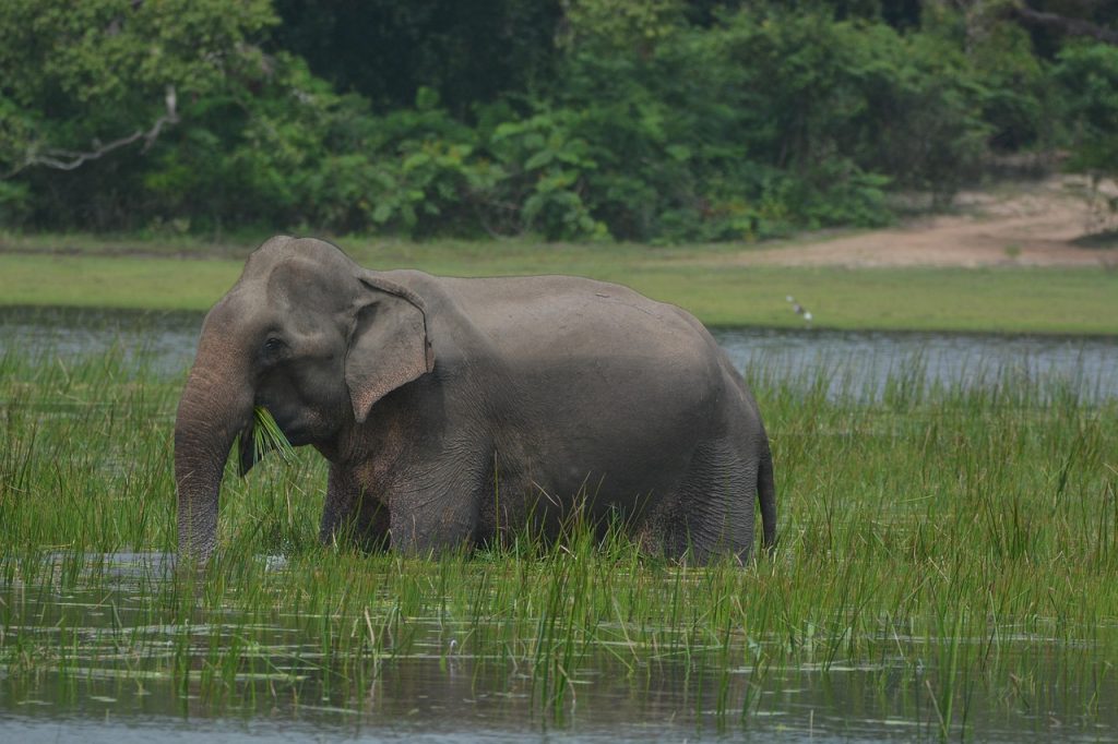 elephant, animal, wildlife, mammal, srilanka, safari, nature, srilanka, srilanka, srilanka, srilanka, srilanka
