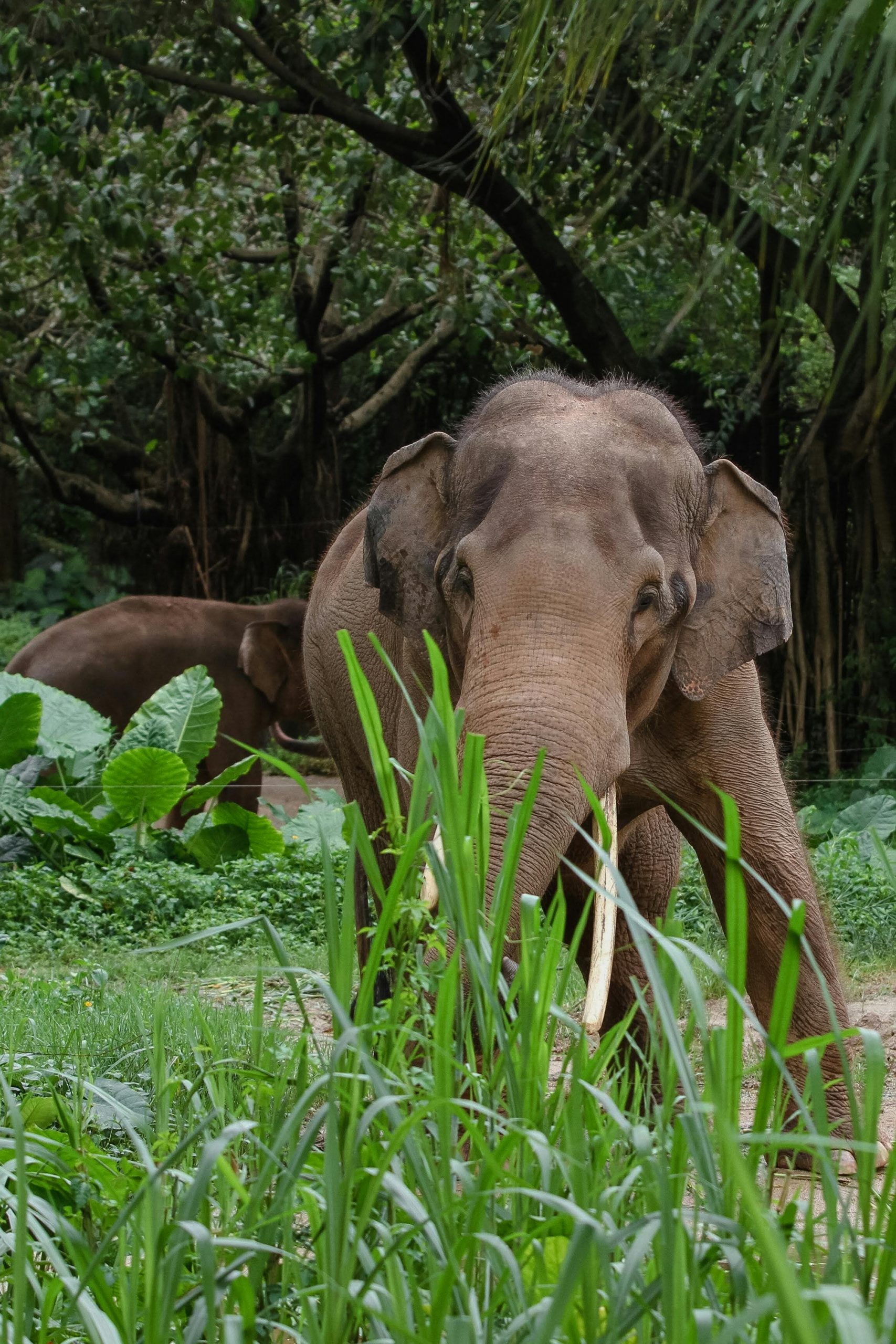 Asian elephants roaming freely in a verdant forest setting, showcasing their natural habitat and behavior.